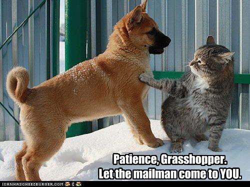 funny-pictures-cat-teaches-dog-patience.jpg