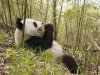 panda_behav.jpg