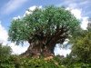 Tree-of-Life-walt-disney-world-818779_720_540.jpg