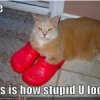 Stupid Trolls.jpg