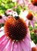 bee_essence.jpg