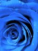 blue.jpg