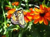 butterfly.jpg