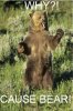 causebear.jpg
