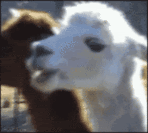 pjOn1.gif