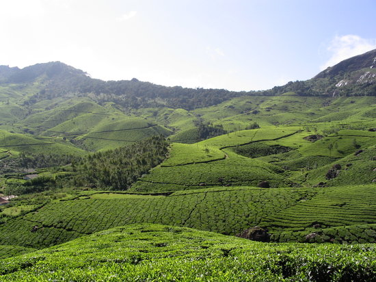 munnar-tea-plantation.jpg