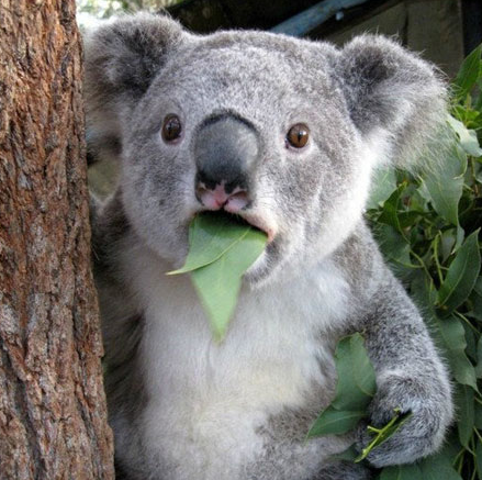 koala-animal-surprised-leaf-eating-the-meta-picture.png
